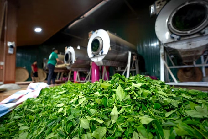 Our Expertise in Organic Tea Exporting