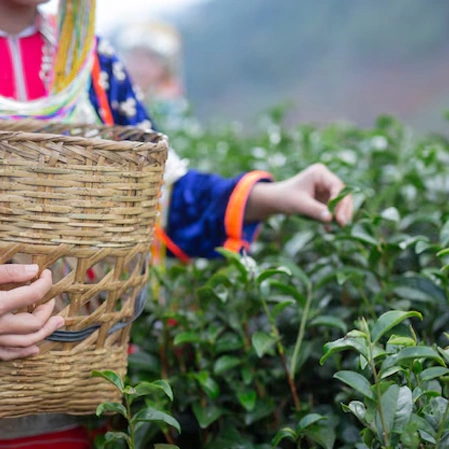 Organic Tea Exporting: SAUD Tea